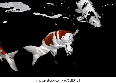 Koi Fish Water Wallpaper Stock Photo 676180612 | Shutterstock