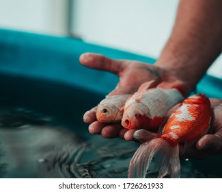 Koi and Goldfish for Aquaponics Systems
