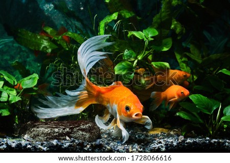 koi goldfish, commercial aqua trade breed of wild Carassius auratus carp, curious and cute comet-like long tail ornamental fish communicate in low light nature anubias design tank