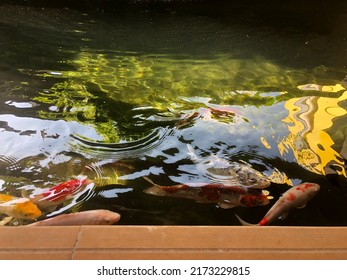 Koi Are Lucky Fish Keeping It Is So Much Fun
