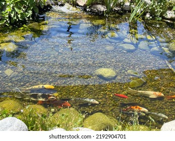 Koi Pond In A Backyard