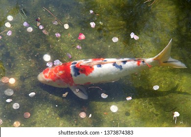 78 Fish red blood cells Images, Stock Photos & Vectors | Shutterstock