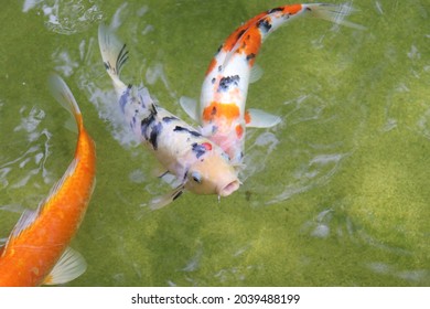 Koi Pond At Dallas Arboretum And Botanical Garden 