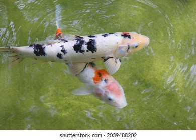 Koi Pond At Dallas Arboretum And Botanical Garden 