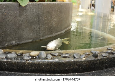 The Koi Pond In The Fountain Is Designed As A Step.