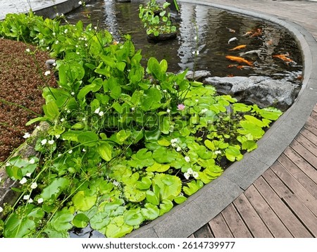 A koi pond with vibrant koi (Cyprinus rubrofuscus), elegant water lilies (Nymphaea pubescens), water jasmine (Echinodorus palaefolius), and a wooden path. The scene radiates natural harmony