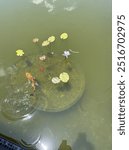 Koi pond with water Lilly pad lotus 