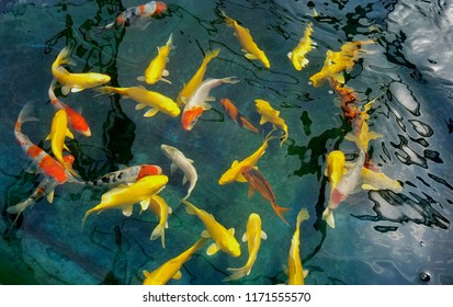 Koi Ponds; Captivating, Stunning Heart Shaped Array Of Swimming Yellow Japanese Koi Fish; Landscaping, Water Feature And Design Ideas For Outdoors And Indoor Gardening. 