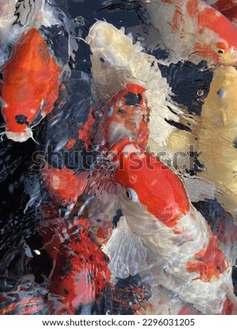 Koi red Fish fortune in the pond fish