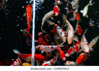 Koi swimming in a water garden,fancy carp fish,koi fishes, Koi Fish swim in pond.Isolate background is black. Fancy Carp or Koi Fish are white,red,orange. 