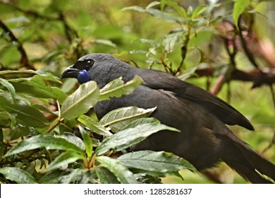 Kokako bird - extinct native New Zealand bird