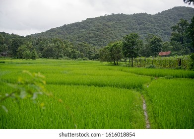 1,319 Kokan Images, Stock Photos & Vectors | Shutterstock