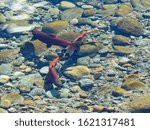 Kokanee Salmon Spawning in Stream