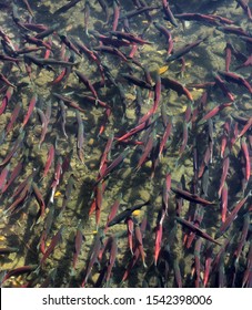 Kokanee Salmon Swimming Upstream To Spawn