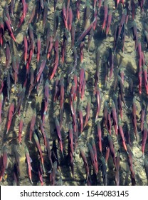 Kokanee Salmon Swimming Upstream To Spawn