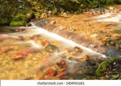 Kokanee Salmon Swimming Upstream For Spawning