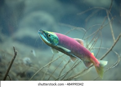 Kokanee Salmon Underwater