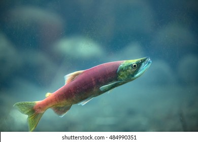 Kokanee Salmon Underwater