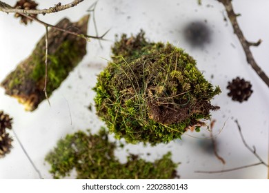 Kokedama, fashionable Japanese moss ball, bonsai for the poor, a tussock of moss with a pink flower. High quality photo - Shutterstock ID 2202880143