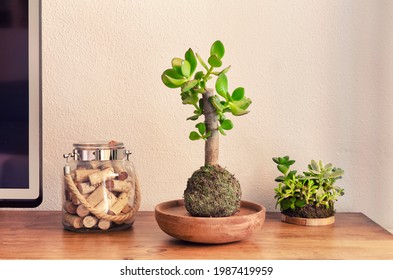 Kokedama Or Moss Ball Of The Succulent Plant Called Crassula Ovata Also Known As Jade Tree. Natural Decoration. Living Room.