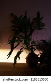 Kokedama With Phlebodium Aureum Or Blue Star Fern Silhouette Illuminated In Low Light