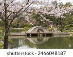 Kokokyo Bridge (Straddling Rainbow bridge) in Shukkei-en or Shukkeien Japanese garden. Hiroshima Prefecture, Japan. Cherry blossom in full bloom.