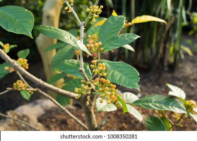 Kola Nut (Cola Acuminata) Plant