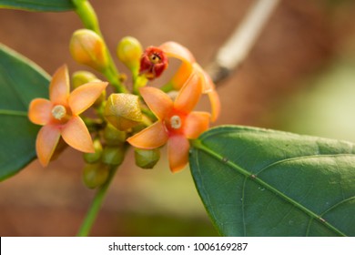 Kola Nut Flowers And Buds (Cola Acuminata)