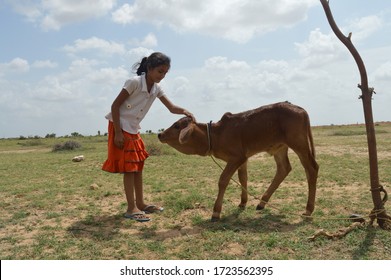 Kolayat, Bikaner, Rajasthan / India, September 03,2017:A beautiful little girl playing with a cow's calf in a farm in Kolayat village