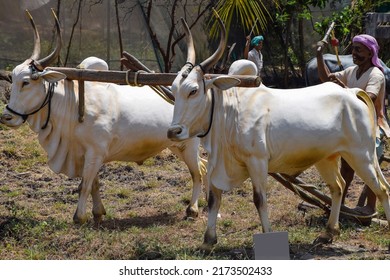 Kolhapur, India- March 16th 2019; Stock photo of four Indian breed bull and Indian farmer's statue, group of Framers waring traditional cloth with turban and riding bullock cart in the farm land.