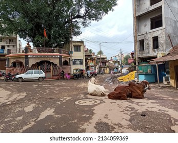 Kolhapur,India- July 16th 2021; Stock photo old residencial area of Indian city, Indian breed cows sitting on the middle of the road. people and vehicle moving around, old hindu temple in background.