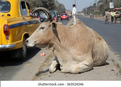 KOLKATA, INDIA - FEBRUARY 09: Cow resting between two lanes of a busy street in Kolkata, West Bengal, India, on February 09, 2014.