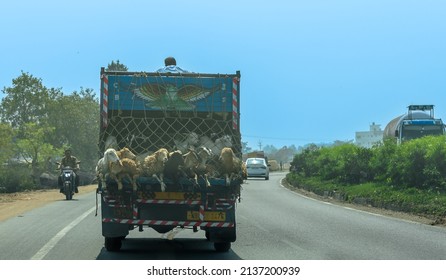 Kolkata, India, March 05,2022:  Image Of Livestock Transport. Selective Focus Is Used.