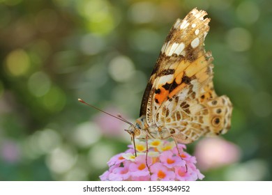 Kolorowy, pomarańczowy motyl, siedzi na pięknym kwiatku. Makro owada. - Shutterstock ID 1553434952