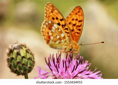 Kolorowy, pomarańczowy motyl, siedzi na pięknym kwiatku. Makro owada. - Shutterstock ID 1553434955