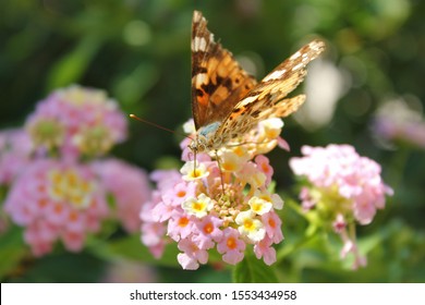 Kolorowy, pomarańczowy motyl, siedzi na pięknym kwiatku. Makro owada. - Shutterstock ID 1553434958