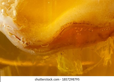 Kombucha mushroom for homemade natural organic fermented beverage.close-up, texture of food on the whole frame