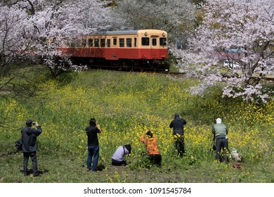 Kominato Tetsudo Train Sakura Cherry Blossom Stock Photo 1091545784