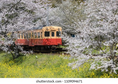 Kominato Tetsudo Train Sakura Cherry Blossom Stock Photo 1109094671