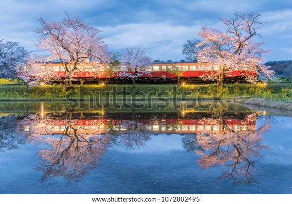 Kominato Tetsudo Train Sakura Cherry Blossom Stock Photo (Edit Now