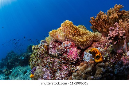 komodo diving underwater reefs