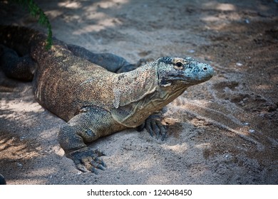 Komodo Dragon