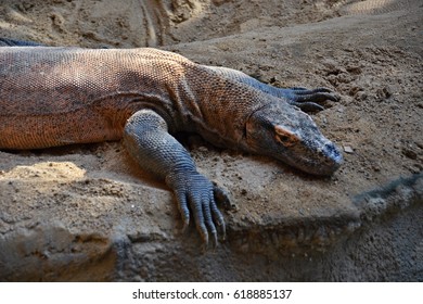 Komodo Dragon
