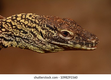 Komodo Dragon Baby