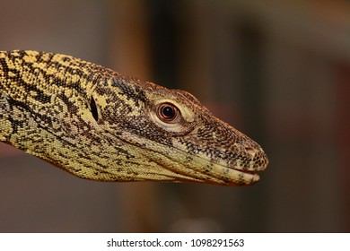 Komodo Dragon Baby