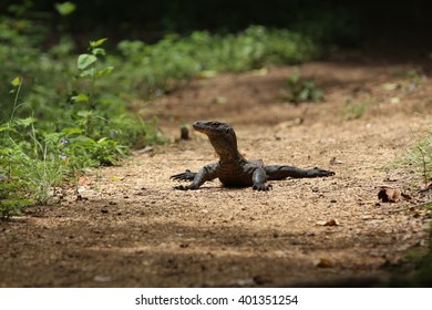 Komodo Dragon Baby