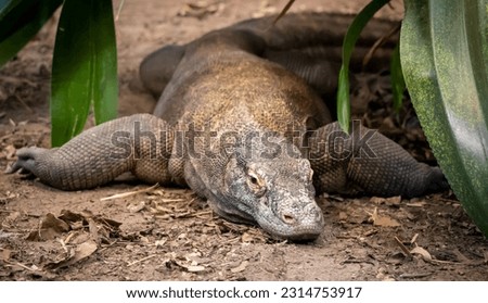 A Komodo Dragon basking in the warmth of the sun