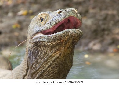 Komodo Dragon Biggest Lizard On Earth Holding Up Its Reptile Head. The Closeup With Teeth In Open Predator Mouth With Nostrils Above, Nusa Tenggara, Flores Indonesia