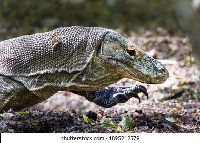 293 Lizard nostril Images, Stock Photos & Vectors | Shutterstock