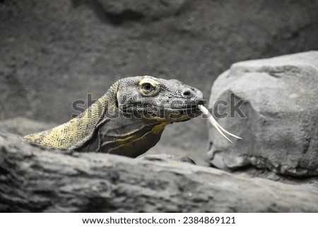 Komodo dragon, up close view of face, sticking out fork tongue, looking, rock enclosure.